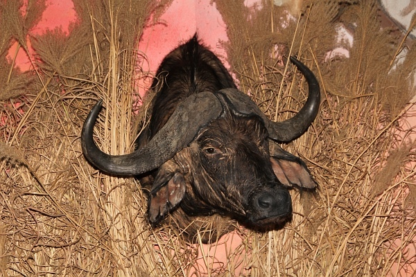 Pferd_Jagd   028.jpg